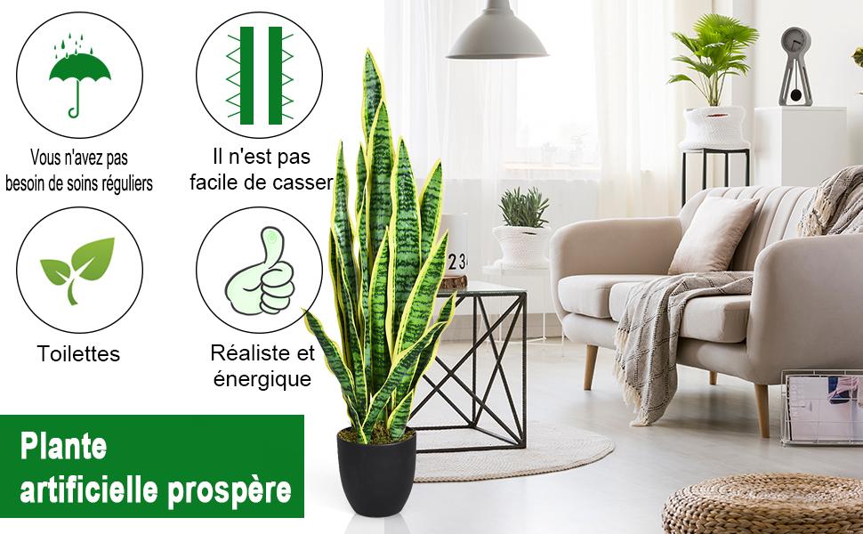 Usine-de-serpent-Sansevieria