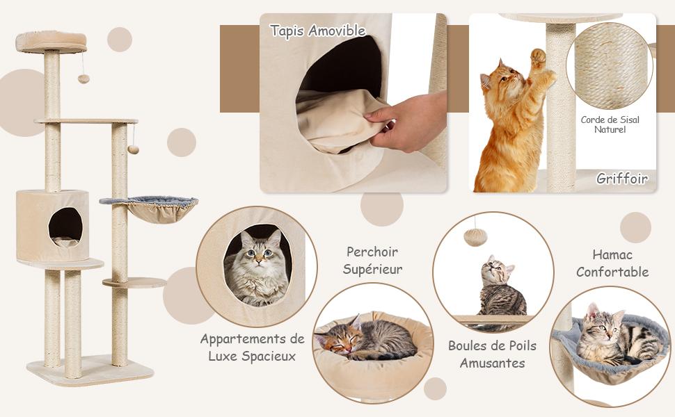 centre-dactivite-pour-chat